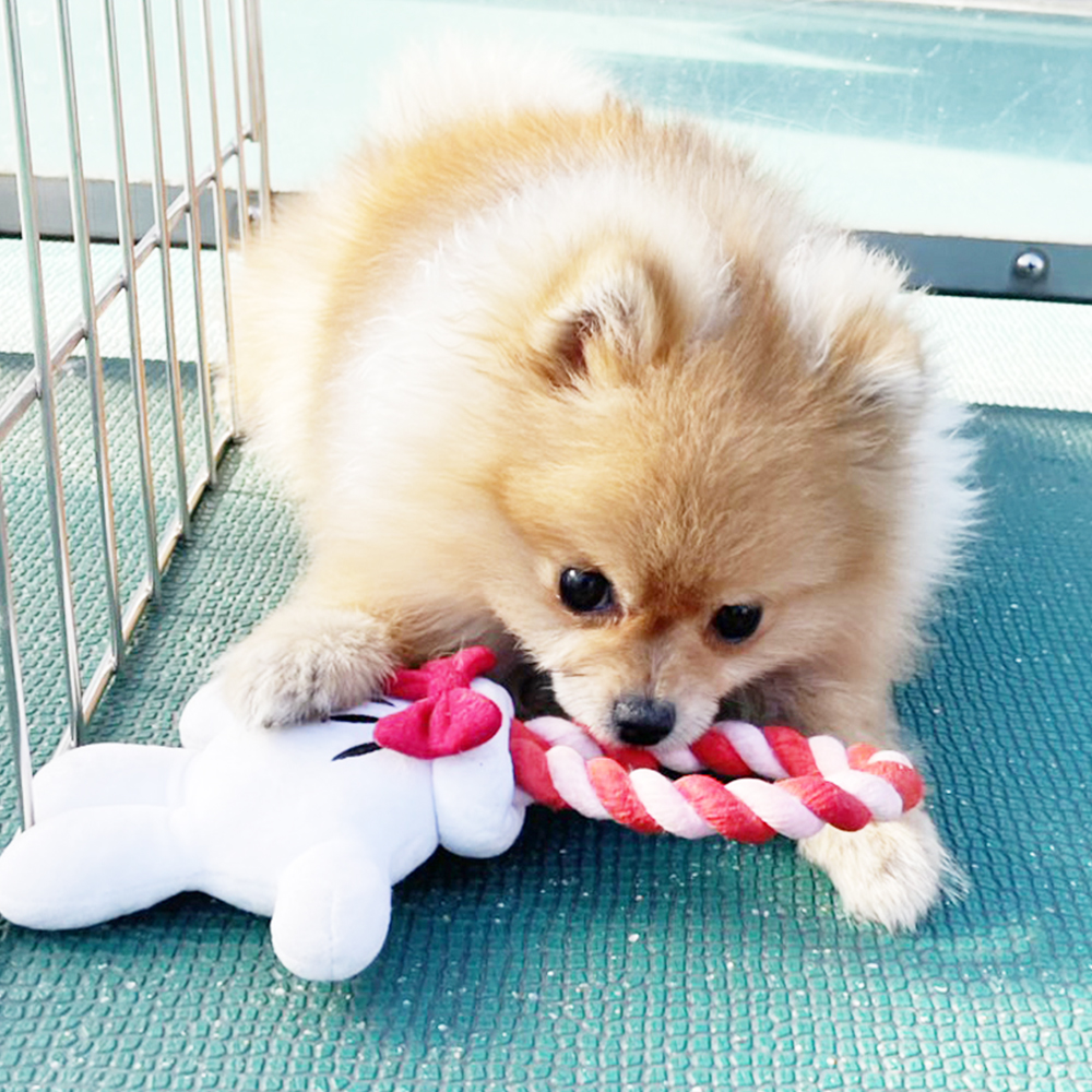 生徒が撮影したモデル犬の写真♪